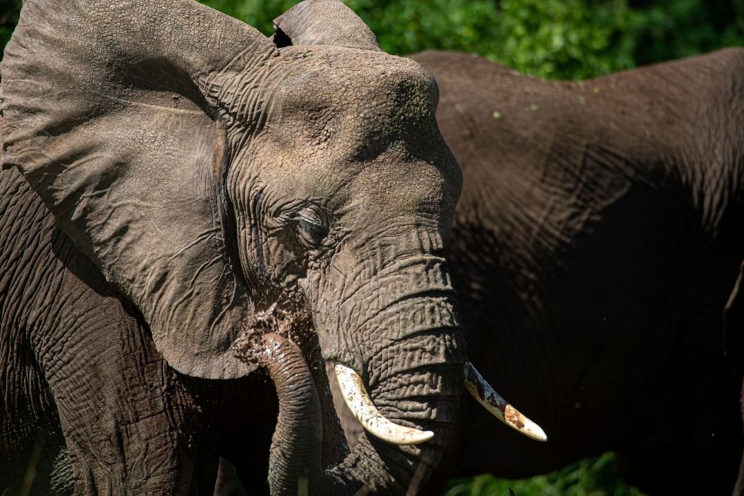 African elephant close-up on safari in Tanzania