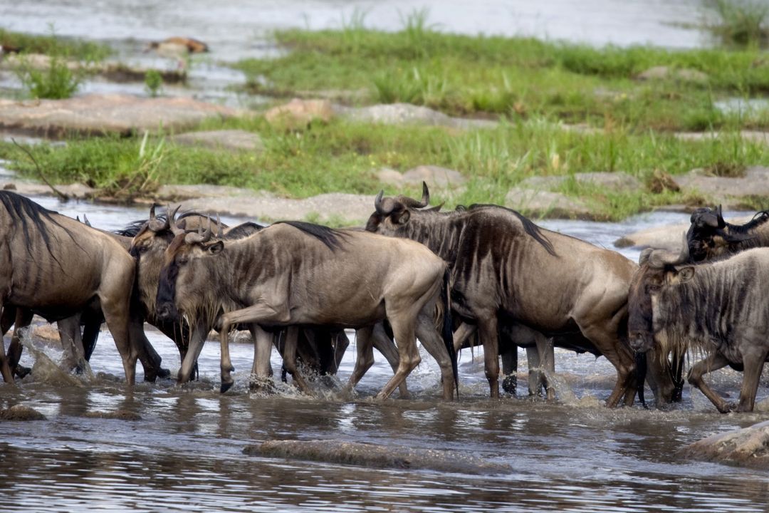 Serengeti-National-Park-3.jpg