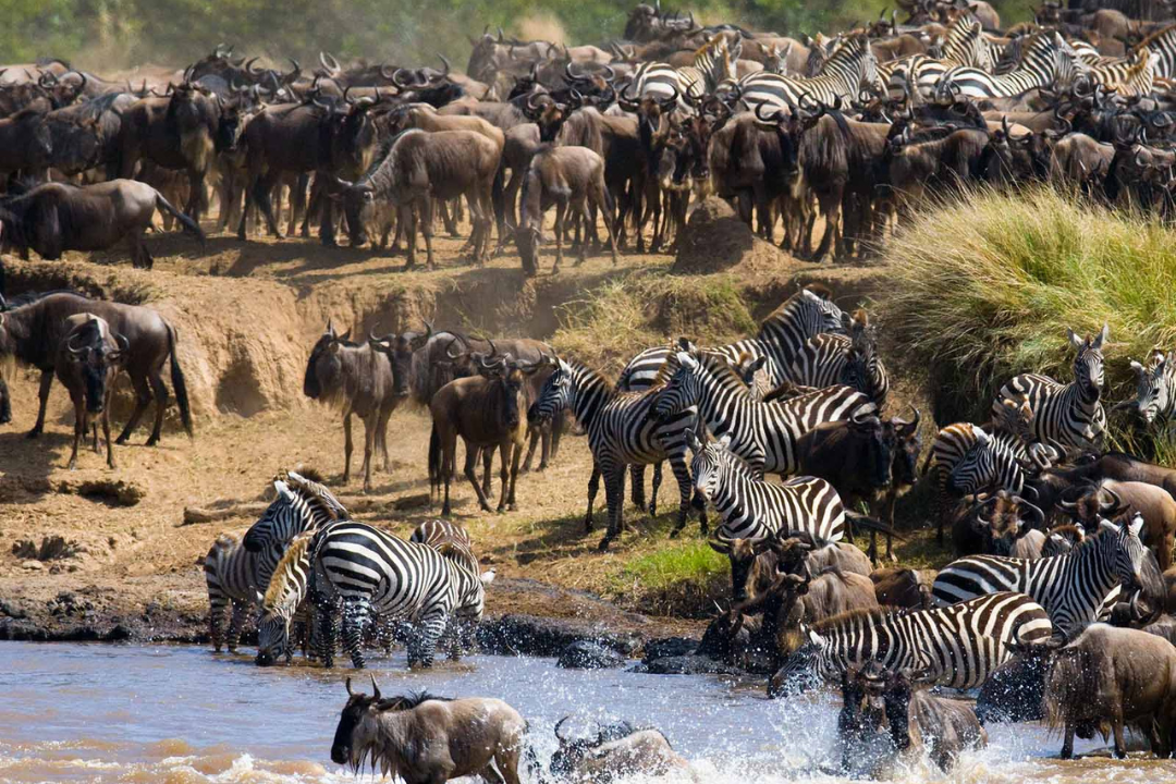 Serengeti national Park