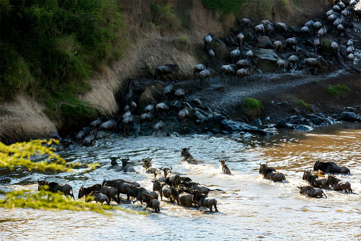 7 Days Migration Safari - Rivercrossing